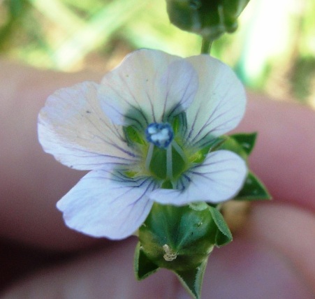 Linum bienne